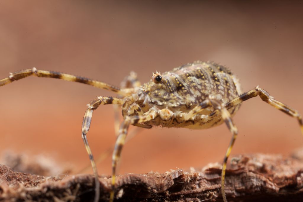 Odiellus spinosus (Phalangiidae)